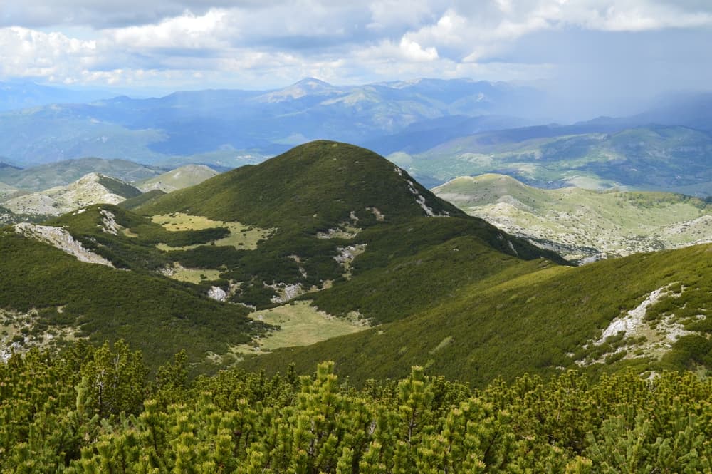 Lelija