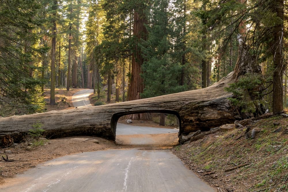 Sequoia National Park