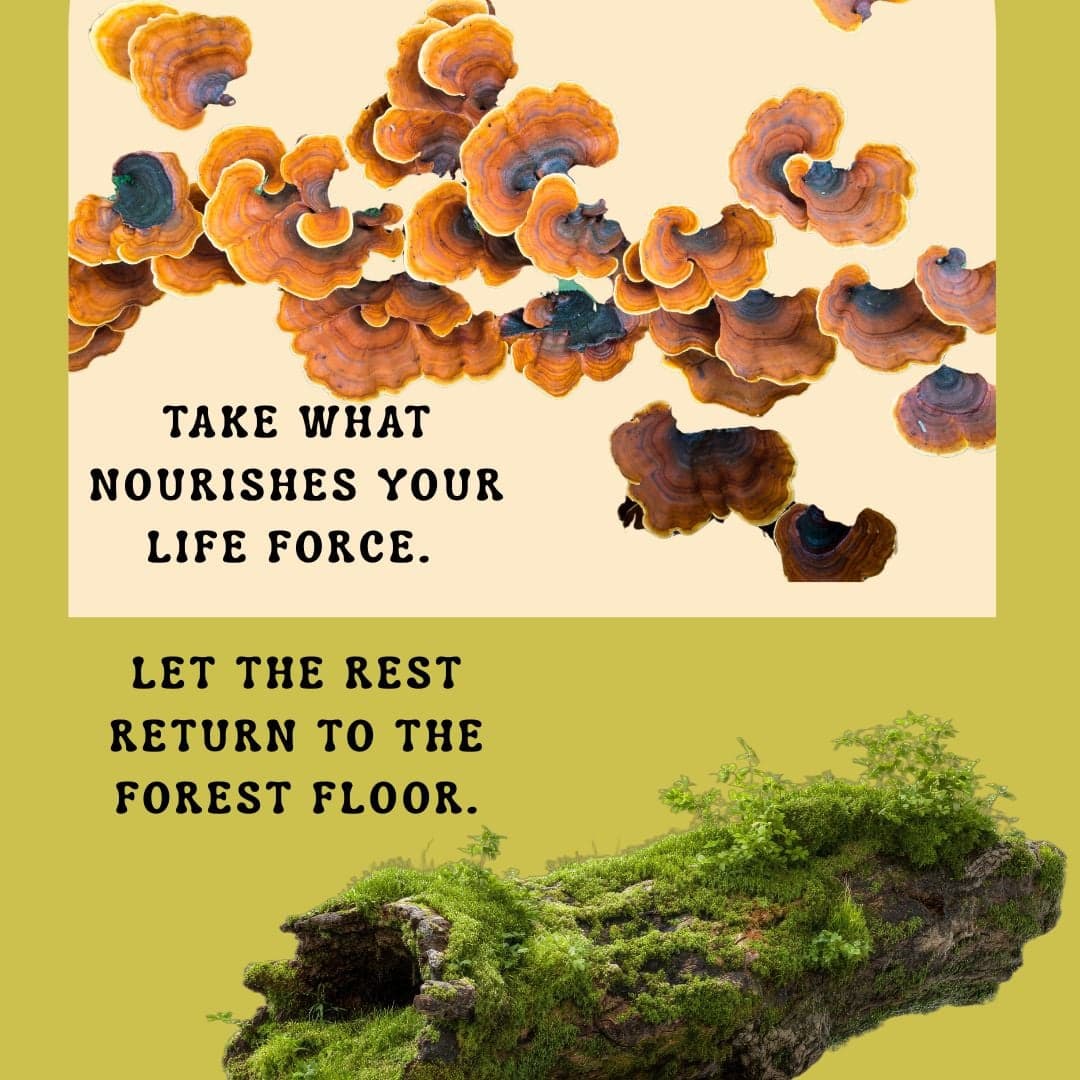 Nomi Kate Monson LICSW Guide Gallery